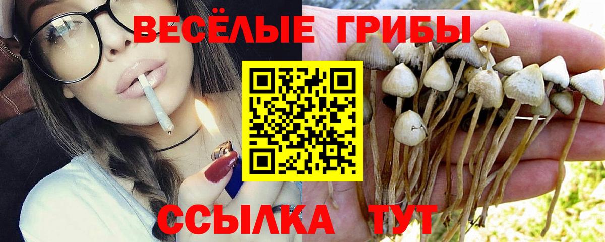 Галлюциногенные грибы Cubensis Гуково
